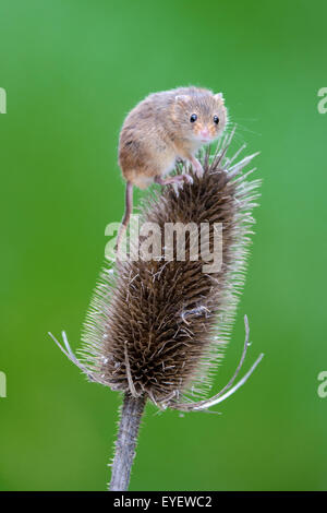 Eurasische Zwergmaus (Micromys Minutus) auf Karde Stockfoto