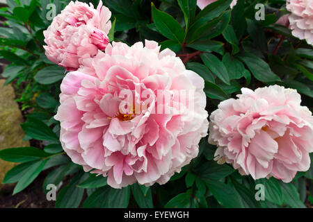 Große rosa Pfingstrose blühende Pflanze in einem Garten. Stockfoto