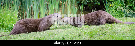 Zwei europäische Fischotter (Lutra Lutra) Interaktion am Ufer eines Flusses Stockfoto