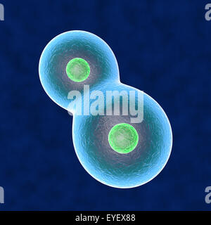 Kern-Zelle Vervielfältigung menschlichen Körper Stockfoto