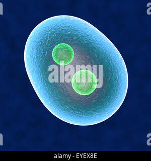 Kern-Zelle Vervielfältigung menschlichen Körper Stockfoto