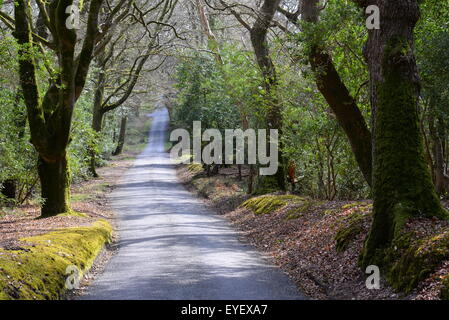 Eine schmale, von Bäumen gesäumte Landspur im New Forest, Hampshire, England, verschwindet in die Ferne Stockfoto