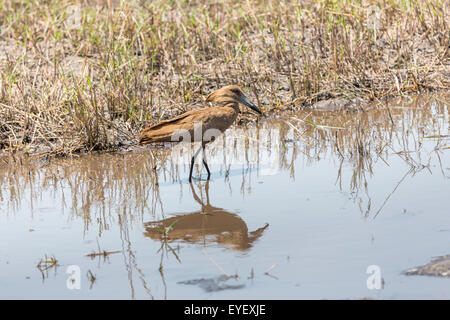 Hamerkop (Scopus Umbretta), eine braune waten Vogel, im flachen Wasser am Rande eines Sees Okavango-Deltas, Norden Botswanas schlammigen Stockfoto