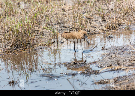 Hamerkop (Scopus Umbretta), eine braune waten Vogel, im flachen Wasser am Rande eines Sees Okavango-Deltas, Norden Botswanas schlammigen Stockfoto