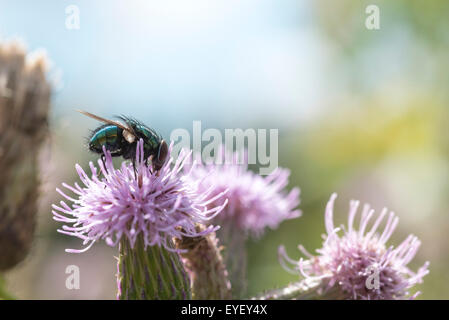 Eine grüne Flasche Schlag Fliege Fütterung auf eine Distel Blume Stockfoto