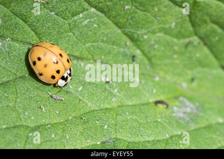 Harlekin-Marienkäfer / Marienkäfer auf einem Blatt Stockfoto