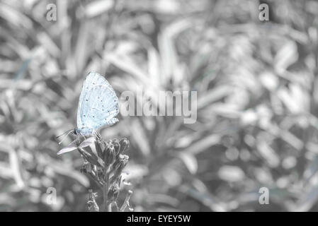 Holly Blue Schmetterling vor einem schwarzen und weißen Hintergrund Stockfoto