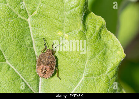 Eine Nymphe der Schlehe Bug auf einem Blatt Klette Stockfoto