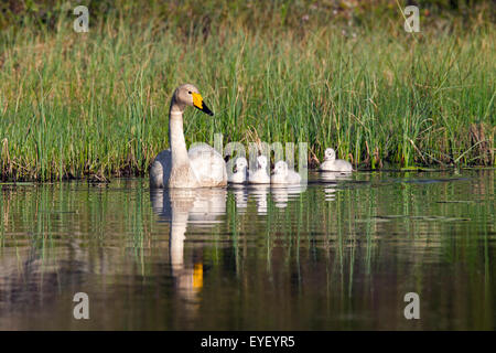Whooper Schwan (Cygnus Cygnus) Erwachsenen Schwimmen im See mit Cygnets im Frühjahr in Skandinavien Stockfoto