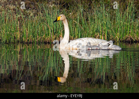 Whooper Schwan (Cygnus Cygnus) Erwachsenen Schwimmen im See mit Cygnets im Frühjahr in Skandinavien Stockfoto