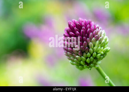 Nahaufnahme einer Allium Sphaerocephalum, den Blütenstand mit bunten Hintergrund verschwimmen. Stockfoto