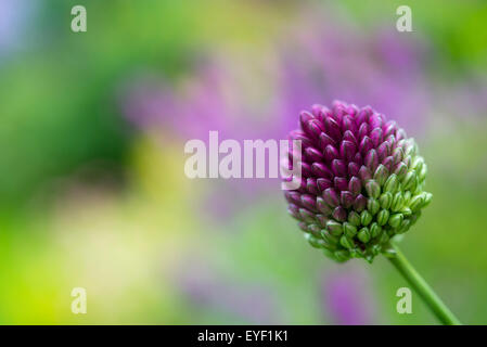 Nahaufnahme einer Allium Sphaerocephalum, den Blütenstand mit bunten Hintergrund verschwimmen. Stockfoto