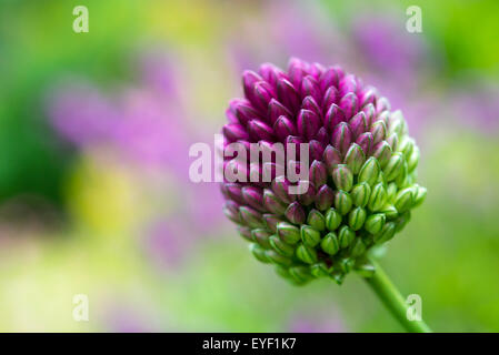 Nahaufnahme einer Allium Sphaerocephalum, den Blütenstand mit bunten Hintergrund verschwimmen. Stockfoto