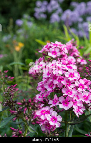 Phlox Paniculata "Miss Elie". Eine wunderschöne tiefrosa Blüte Phlox im Sommergarten. Stockfoto