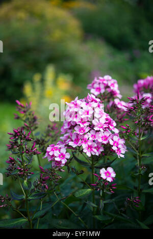 Phlox Paniculata "Miss Elie". Eine wunderschöne tiefrosa Blüte Phlox im Sommergarten. Stockfoto