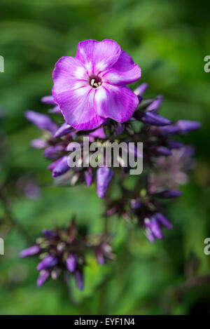 Dunkellila vielfältige Phlox Paniculata wächst in einer Sommer-Garten-Grenze. Stockfoto