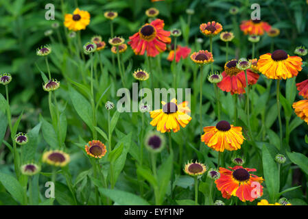 Helenium 'Sahins Early Blumen"in einem englischen Garten im Sommer blühen. Stockfoto