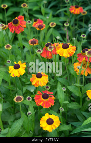 Helenium 'Sahins Early Blumen"in einem englischen Garten im Sommer blühen. Stockfoto