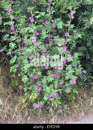 Malve Malva Sylvestris. Foto Tony Gale Stockfoto