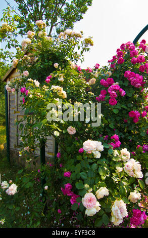 kletternde Rosen Stockfoto