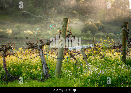 Eine alte Handlung des Cabernet Reben in Kalifornien Wein-Land Stockfoto