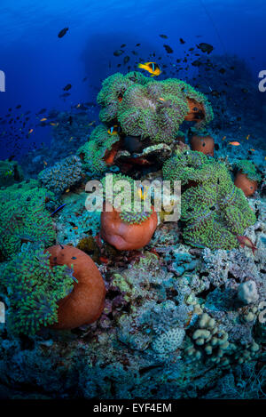 Anemonen bilden Kugeln und das Zuhause für Rote Meer Anemonenfische: Amphiprion Bicinctus Stockfoto