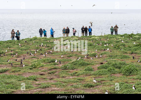 Vogelbeobachter auf den Farne Islands, Northumberland, England Stockfoto