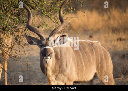 Großen männlichen Kudu, schaut in die Kamera im Krüger Nationalpark, Südafrika Stockfoto