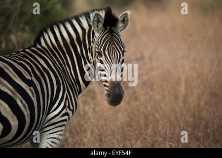 Wild Zebra im Krüger Nationalpark, Südafrika Stockfoto