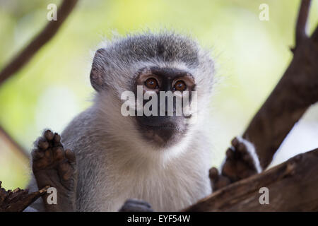 Vervet Affe "Wellenlinien" seine Hände um in einem Baum im Krüger Nationalpark, Südafrika Stockfoto