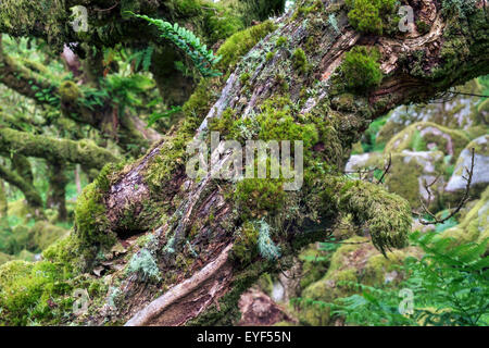 Epiphytischen Moosen und Flechten auf einer Eiche (Quercus Robur) in Wistman Holz, ein Höhen-Oakwood, Dartmoor, Devon, UK Stockfoto
