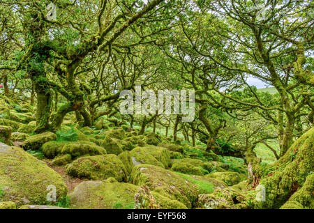 Wistman Holz, ein Höhen-Eichenholz (Quercus Robur), in der Nähe von zwei Brücken, Dartmoor National Park, Devon, England, UK Stockfoto