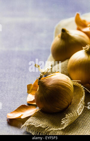 Drei frische ägyptische braune Zwiebeln auf hessischen auf blauem Hintergrund mit Exemplar Stockfoto