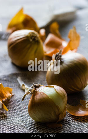 Drei frische ägyptische braune Zwiebeln auf einem hessischen Hintergrund mit verstreuten Zwiebel Haut Stockfoto