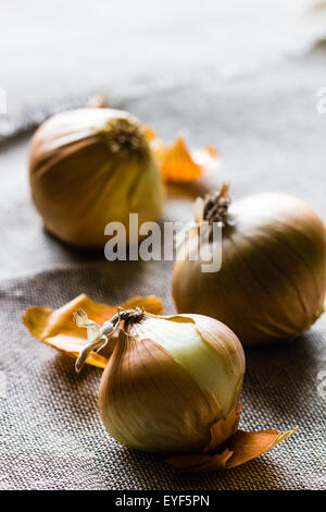 Drei frische ägyptische braune Zwiebeln auf einem hessischen Hintergrund mit Exemplar Stockfoto