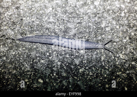 Leopard Slug in Ultraviolett Stockfoto