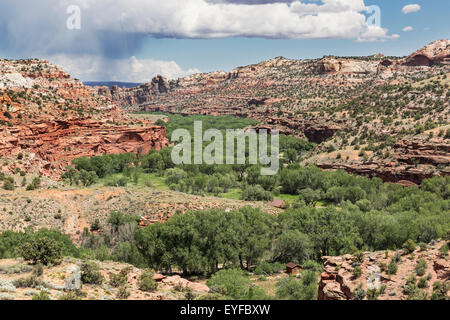 Schwaden von grünen Bäumen führt durch eine Schlucht in das Grand Staircase-Escalante National Monument, Utah Stockfoto