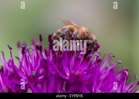 Schließen Sie herauf Bild eines Gemeinsamen Carder Biene Blütenstaub bedeckt (bombus pascuorum) Bestäubung einen lila Allium Blume in London, England, Großbritannien Stockfoto