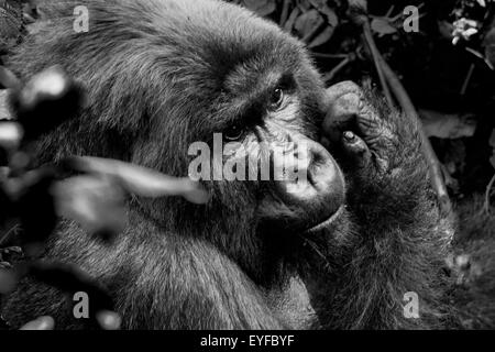 Einen erwachsenen Mann silverback Mountain Gorilla (beringei beringei) im Wald der Volcanoes National Park, Ruanda Stockfoto