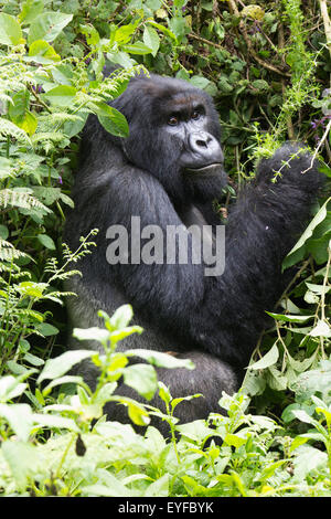 Große silverback Mountain Gorilla (beringei beringei) ruhen in Volcanoes National Park, Ruanda Stockfoto