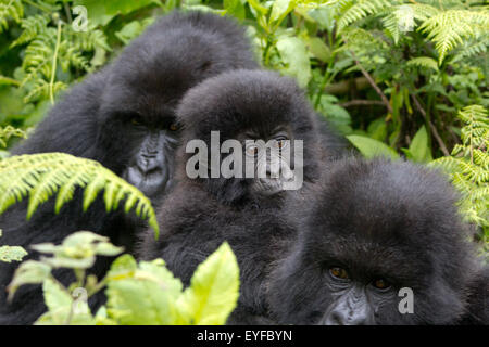 Drei Berggorillas (beringei beringei) sitzen im Wald der Volcanoes National Park, Ruanda Stockfoto