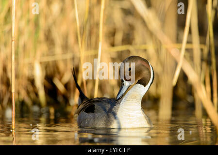 Nördlichen Pintail Drake (Anas Acuta), Pacific Northwest Stockfoto