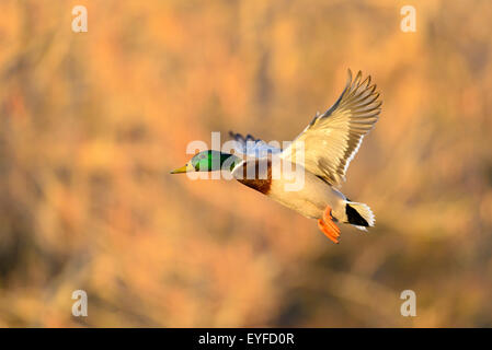 Stockente Drake (Anas Platyrhynchos) im Flug, North Texas Stockfoto