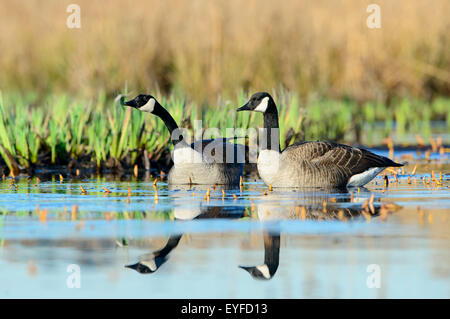 Kanadagans (Branta Canadensis) paar, Pazifischer Nordwesten Stockfoto