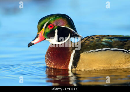 Drake Brautente (Aix Sponsa), Pacific Northwest Stockfoto