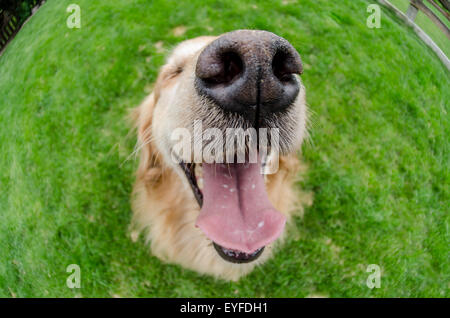 Eine glückliche Blick auf einen golden Retriever mit einem fisheye-Objektiv Stockfoto