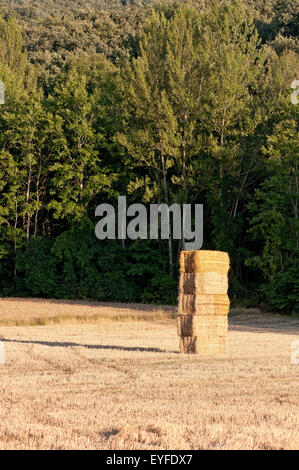 Heuhaufen stehen in einem Feld von Stoppeln, Sammlung im Sommer erwartet. Stockfoto