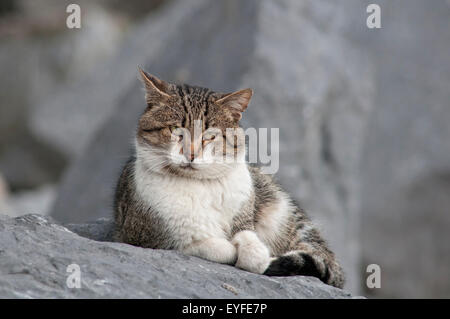 Horizontale Porträt der Hauskatze, Felis Catus, auf Stein ruht. Stockfoto