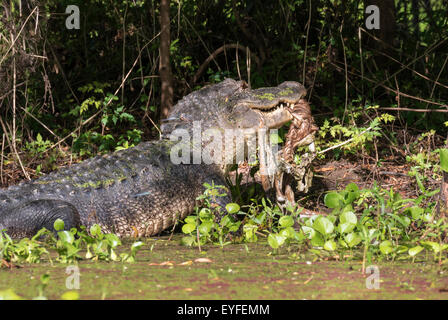 Amerikanischer Alligator (Alligator Mississippiensis) Essen, ein Reh, Brazos Bend State Park, Needville, Texas, USA. Stockfoto