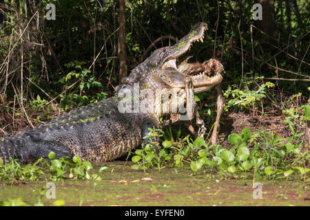 Amerikanischer Alligator (Alligator Mississippiensis) Essen, ein Reh, Brazos Bend State Park, Needville, Texas, USA. Stockfoto